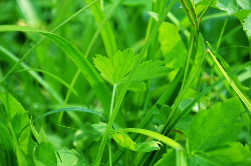 Green Grass Leafy Close Up Nature