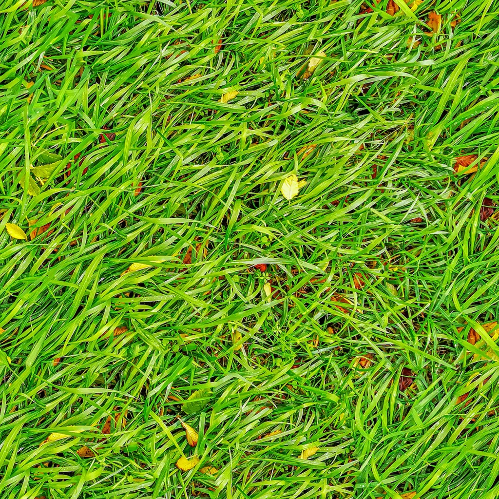 Green Grass Nature Leaves