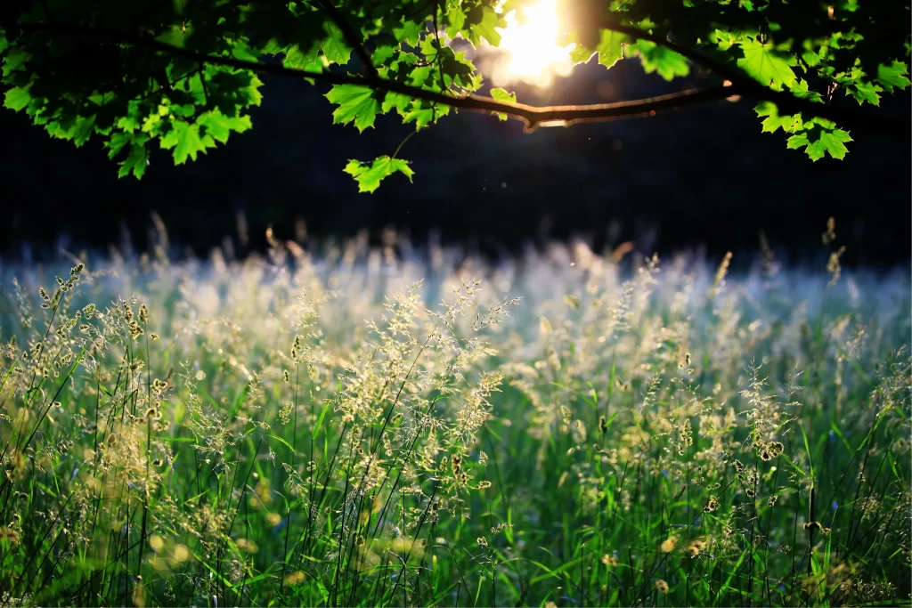 Green Grass Sunlit Field Nature
