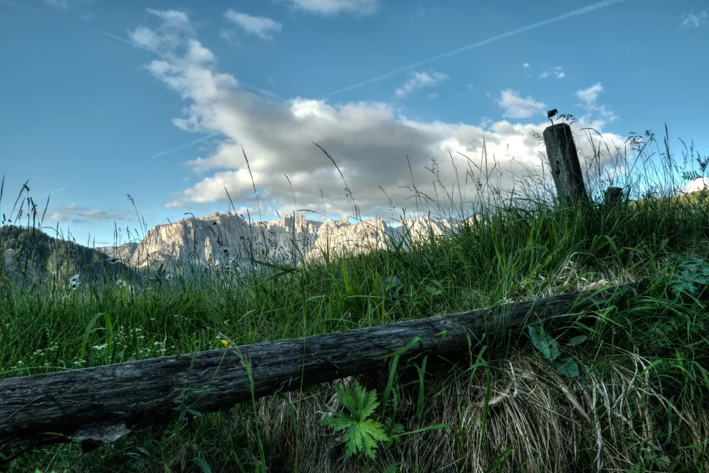 Green Grass Tall Wildflower