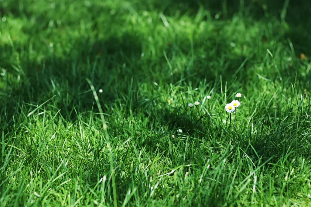 Green Grass White Daisy Blooming Sunlit