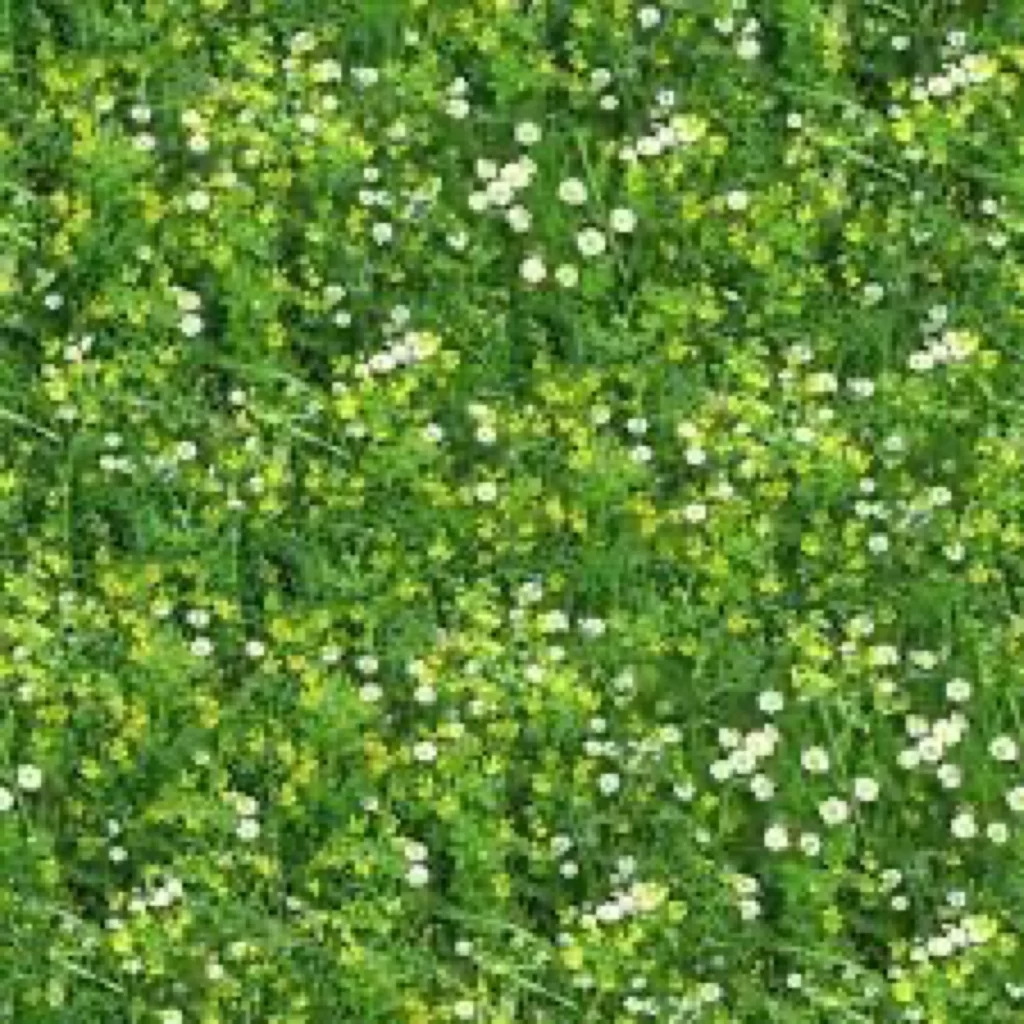 Green Grass White Flowers Nature