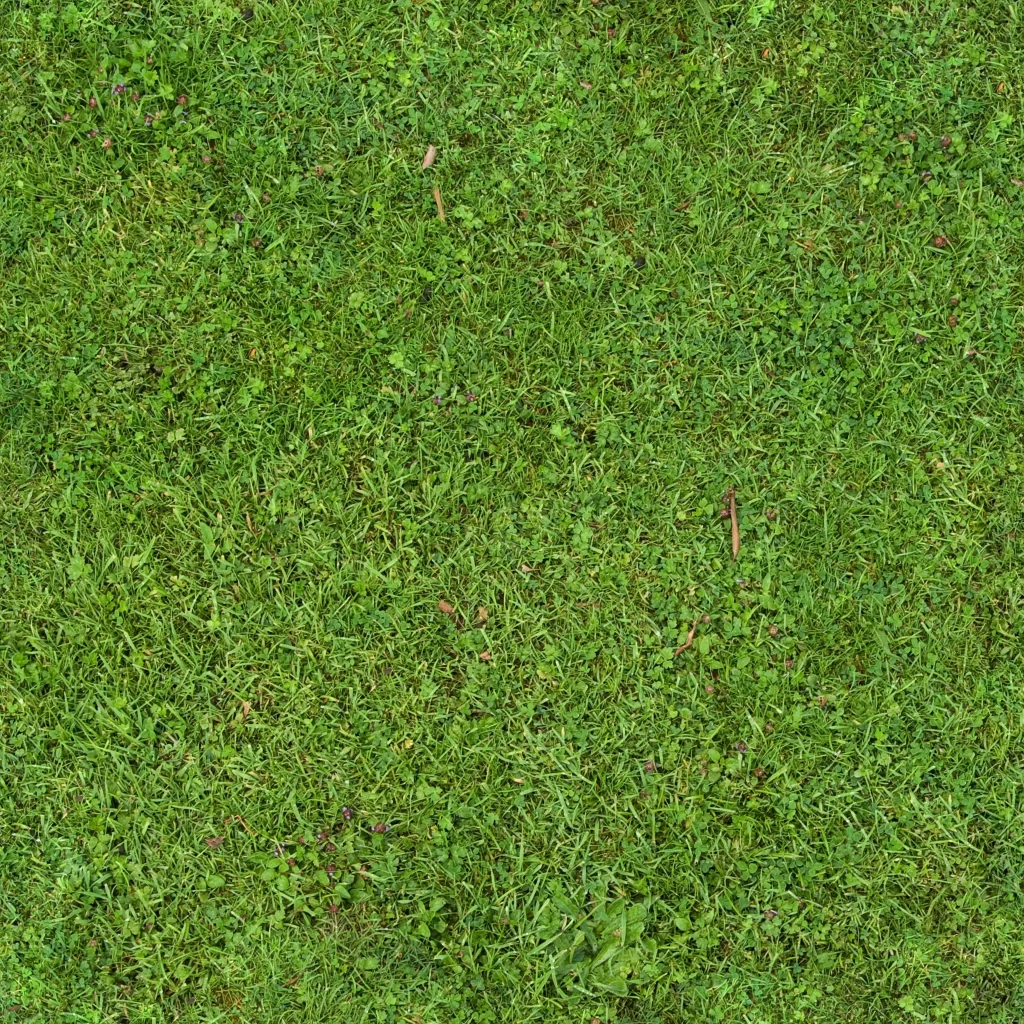 Green Lawn Clover Grass Nature