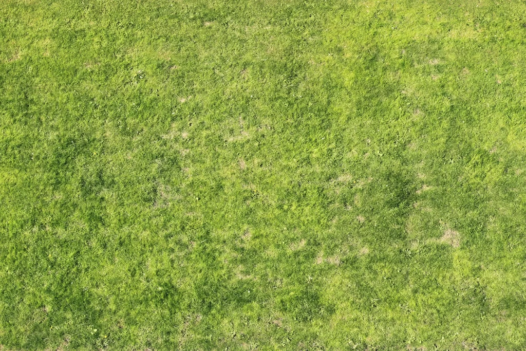 Green Lawn Grass Patchy Lawn