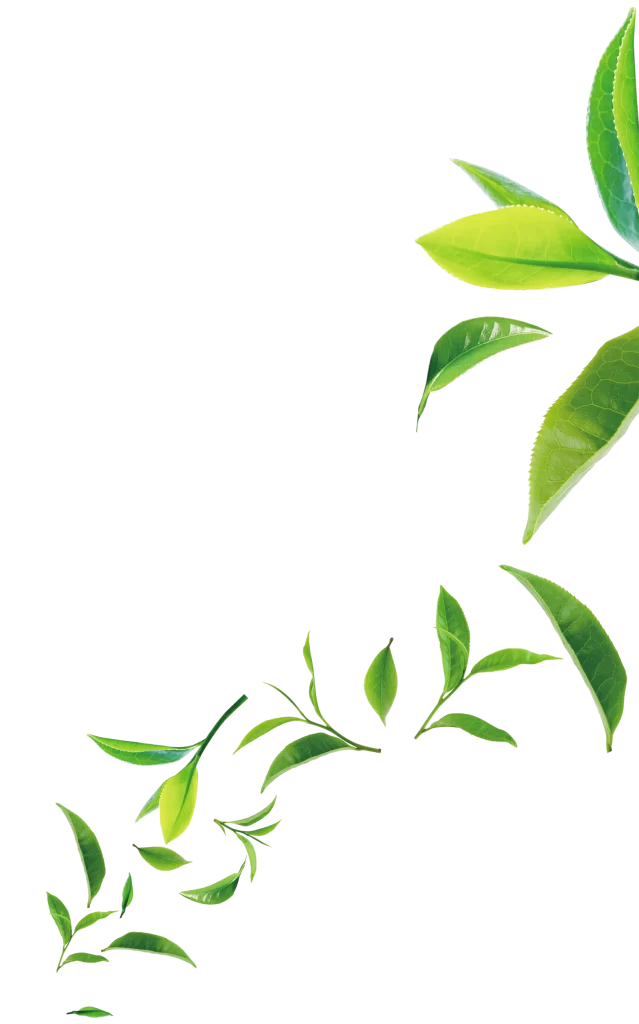 Green Leaves Nature Freshness