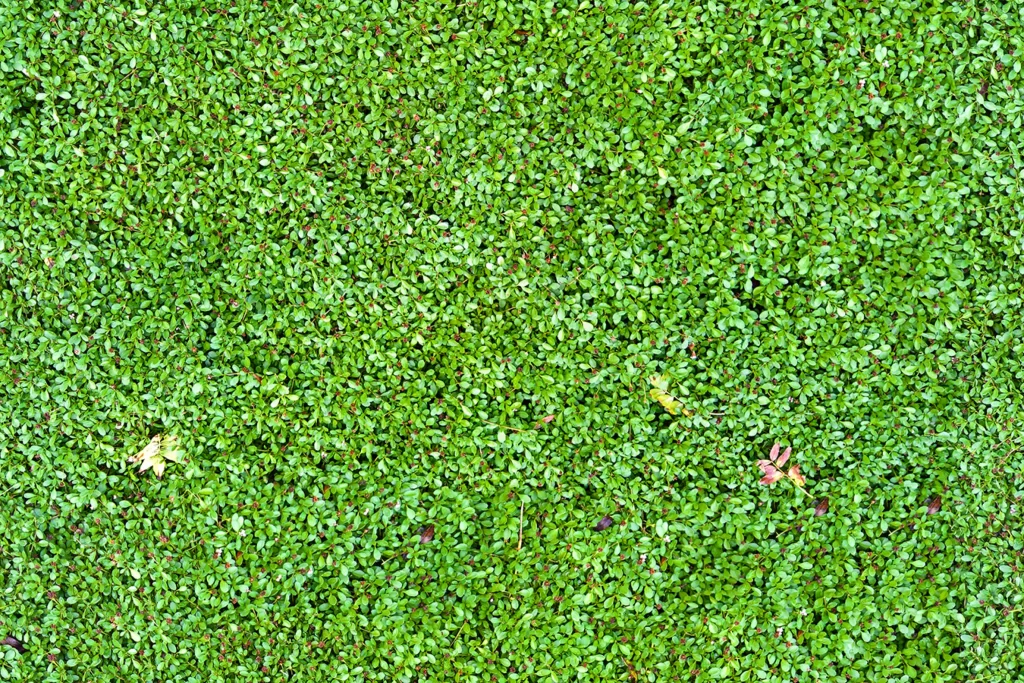 Green Leaves Nature Plant