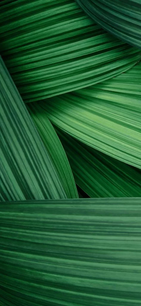 Green Leaves Nature Texture Patterns