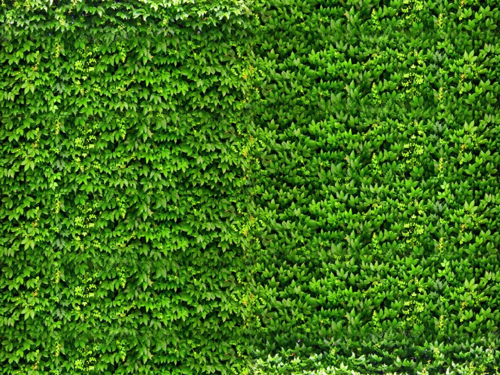 Green Leaves Nature Wall Texture