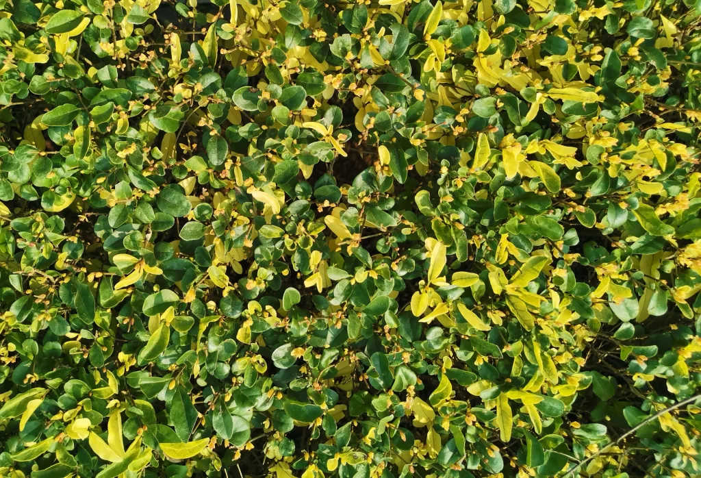 Green Leaves Yellow Foliage Plant Growth