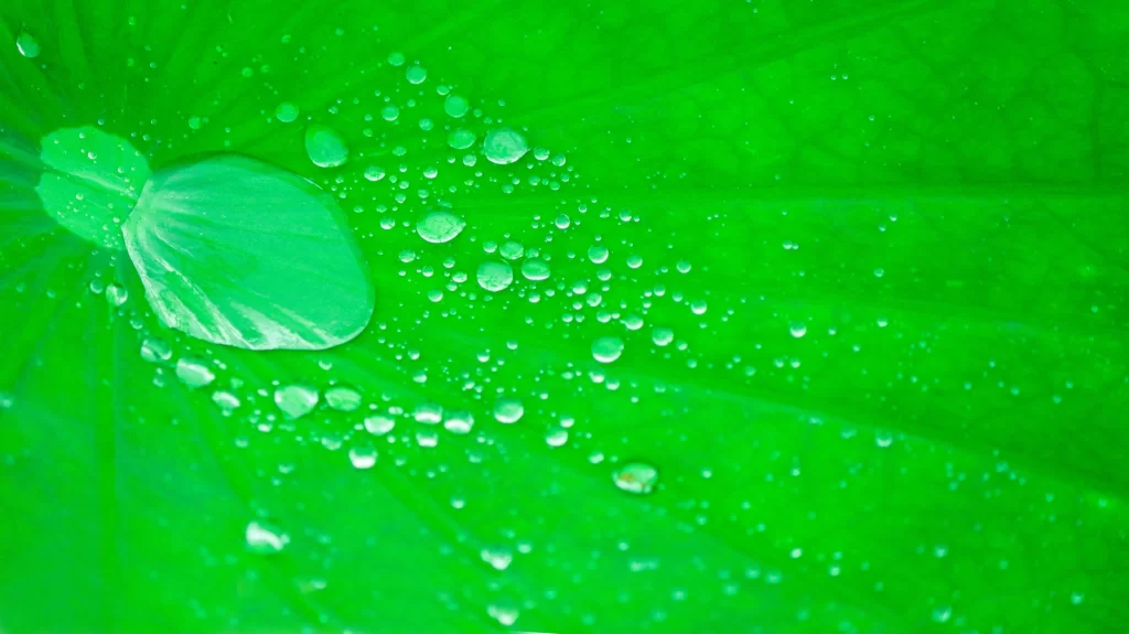 Green Lotus Leaf Dewdrops