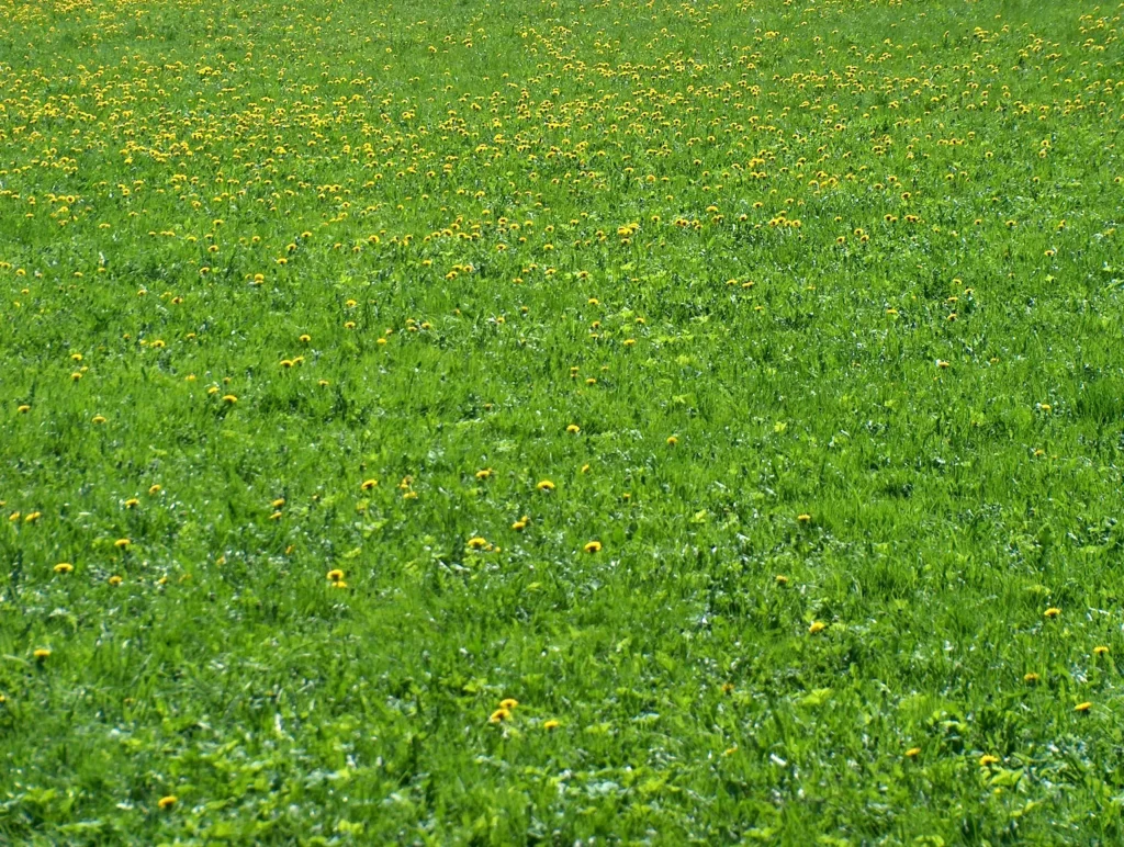 Green Meadow Yellow Flowers Nature
