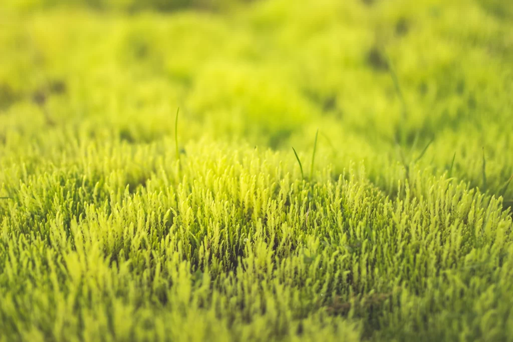 Green Moss Close Up Texture