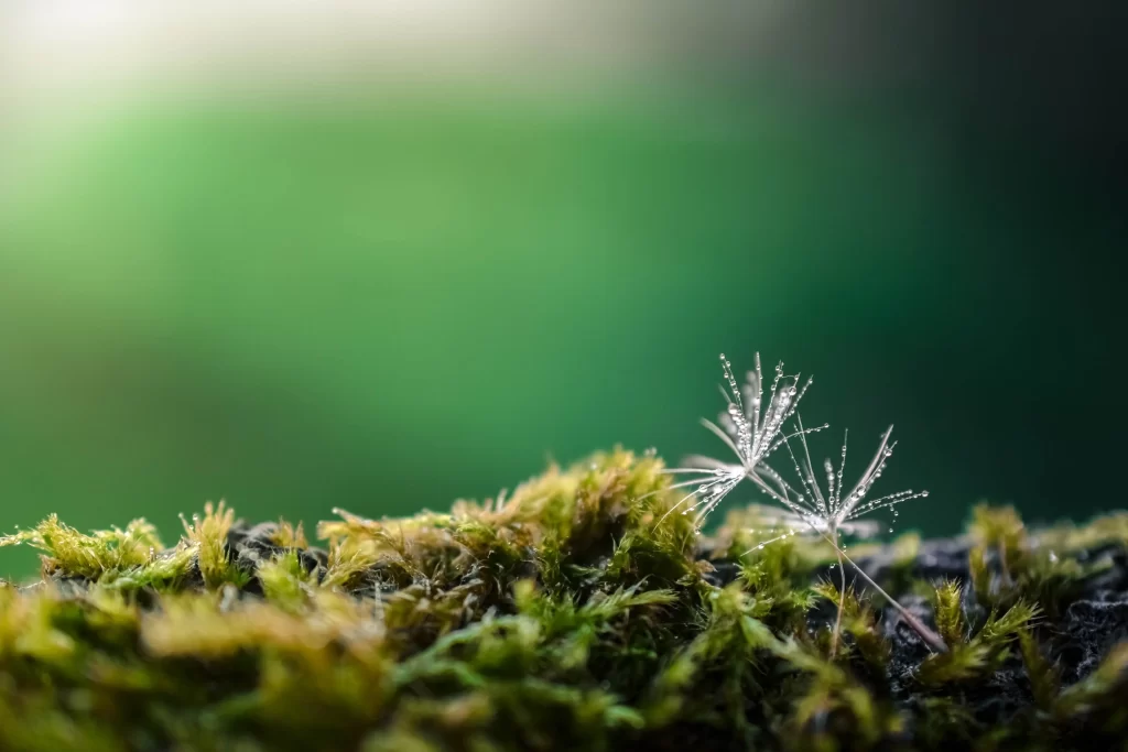 Green Moss Dewdrops Delicate White