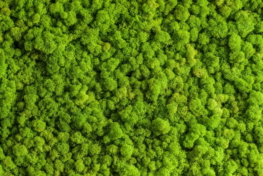 Green Moss Texture Nature