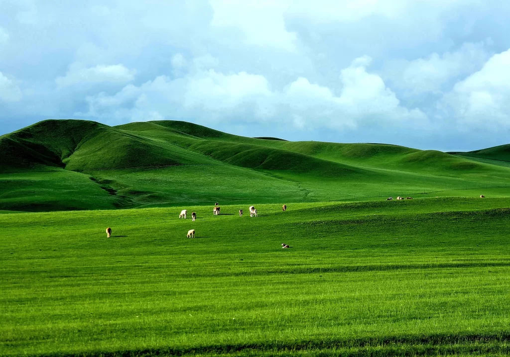 Green Pasture Grazing Animals Rolling Hills