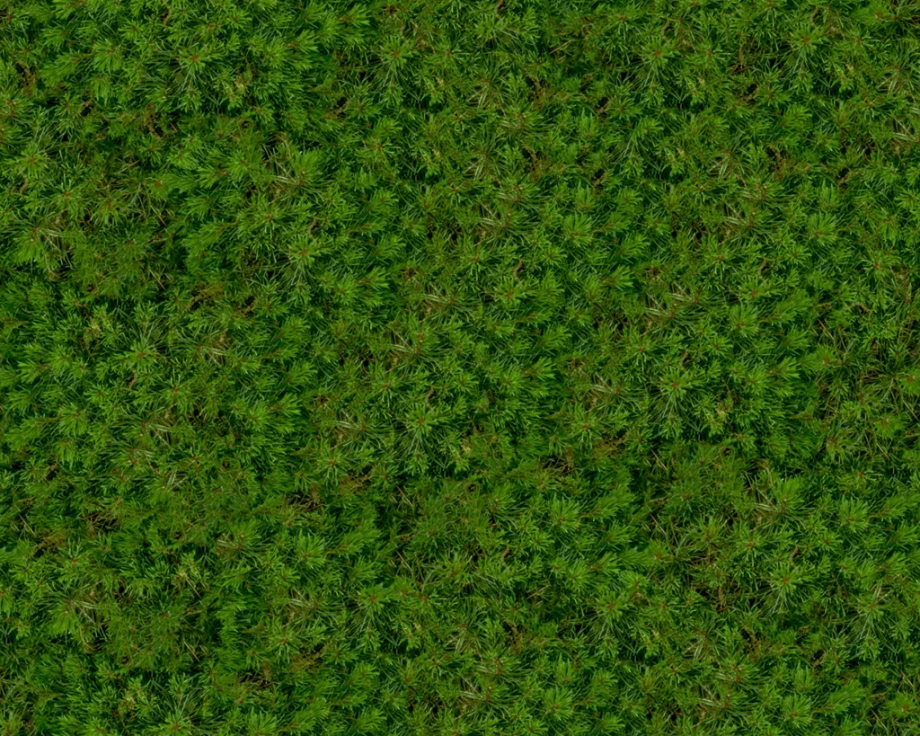 Green Pine Needles Forest Nature