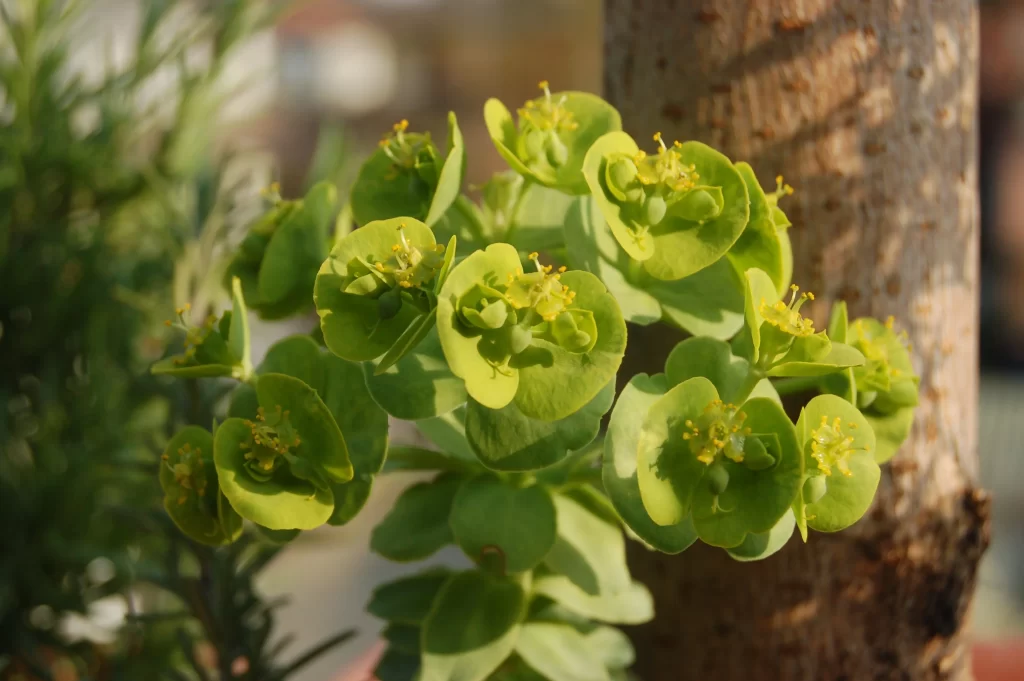 Green Succulent Thick Leaves Yellow Flowers Close Up