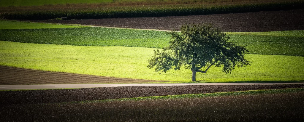 Green Tree Field Pathway Sunlight