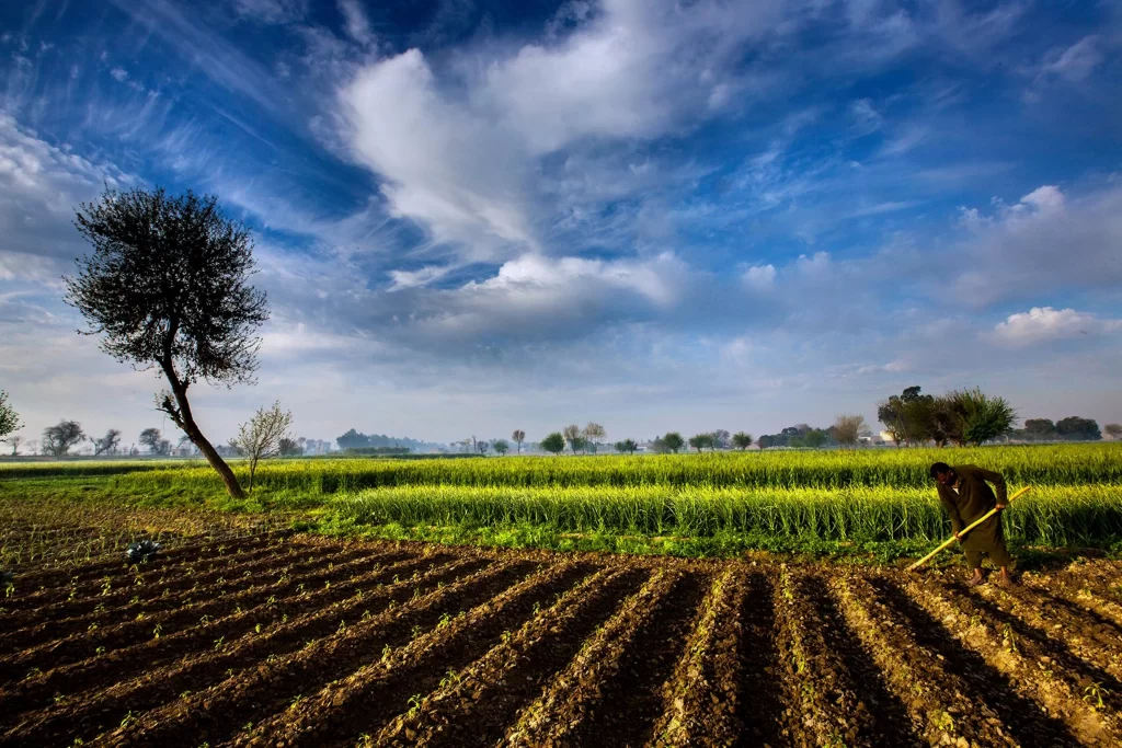Green Wheat Field Blue Sky White Clouds
