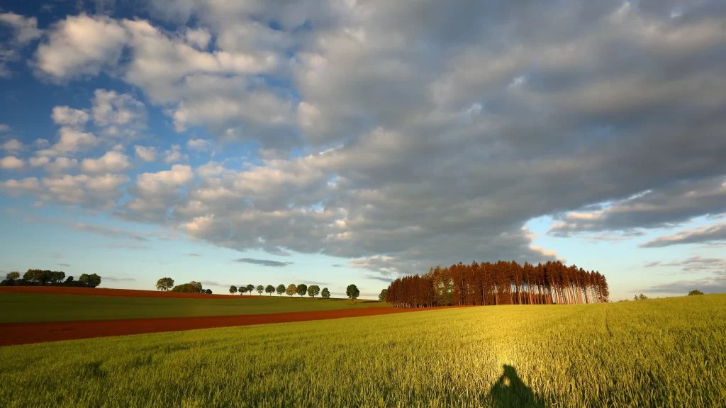 Green Wheat Field Blue Sky White Clouds Brown Soil