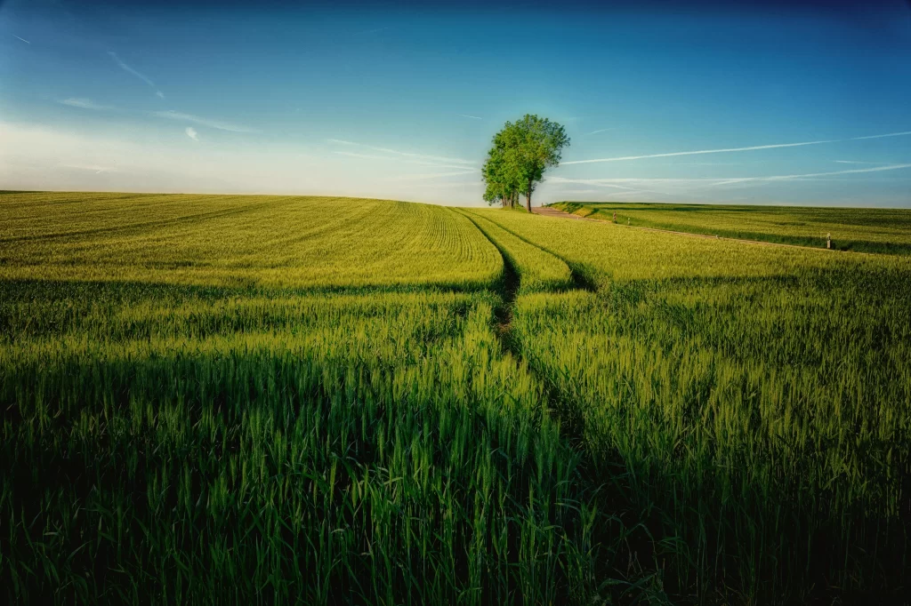 Green Wheat Field Blue Sky Yellow Path