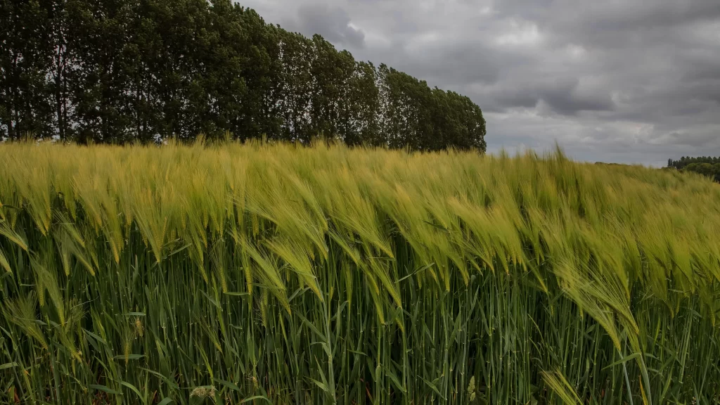 Green Wheat Field Cloudy Sky
