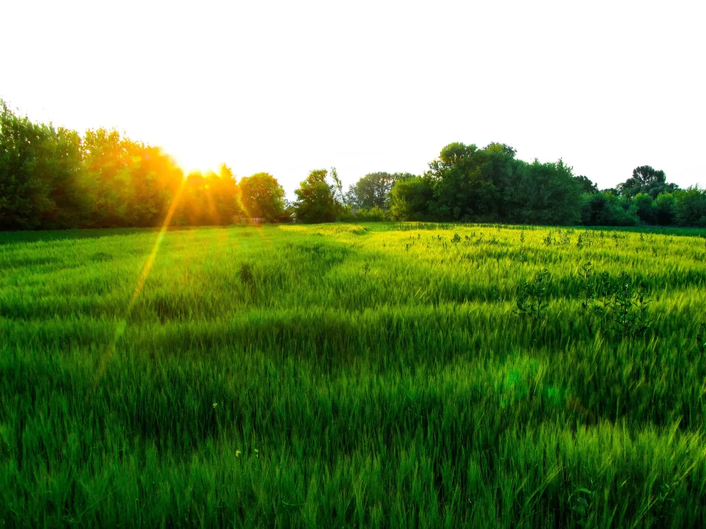Green Wheat Field Sunlight Trees Horizon