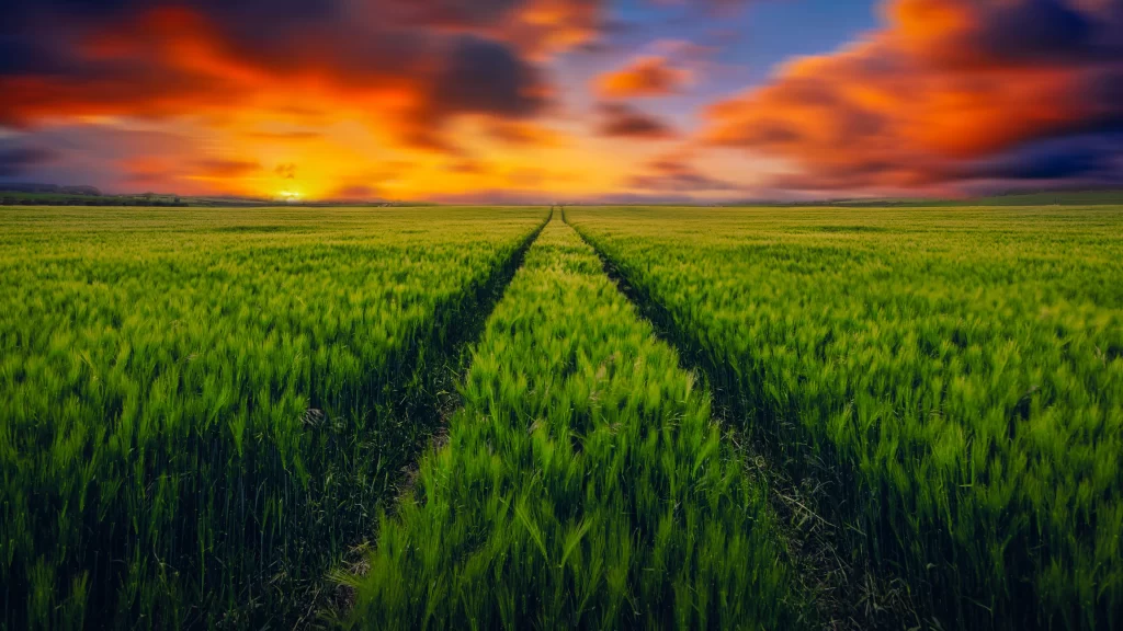 Green Wheat Field Sunset Orange Sky Clouds