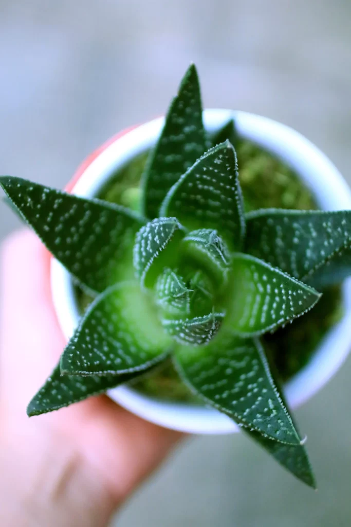 Haworthia Green Thick Leaves Close Up Macro