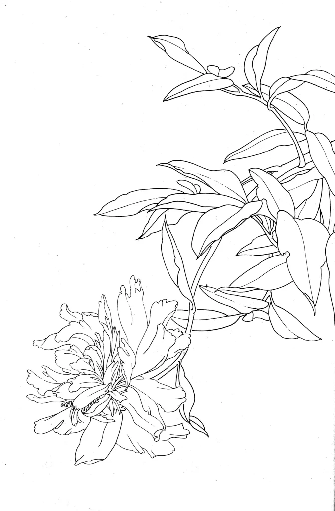 Herbaceous Peony Chinese Line Drawing Botanical Art