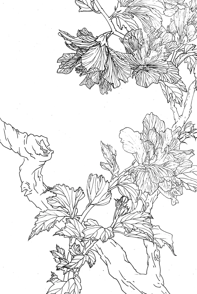 Hibiscus Chinese Line Drawing Botanical Art