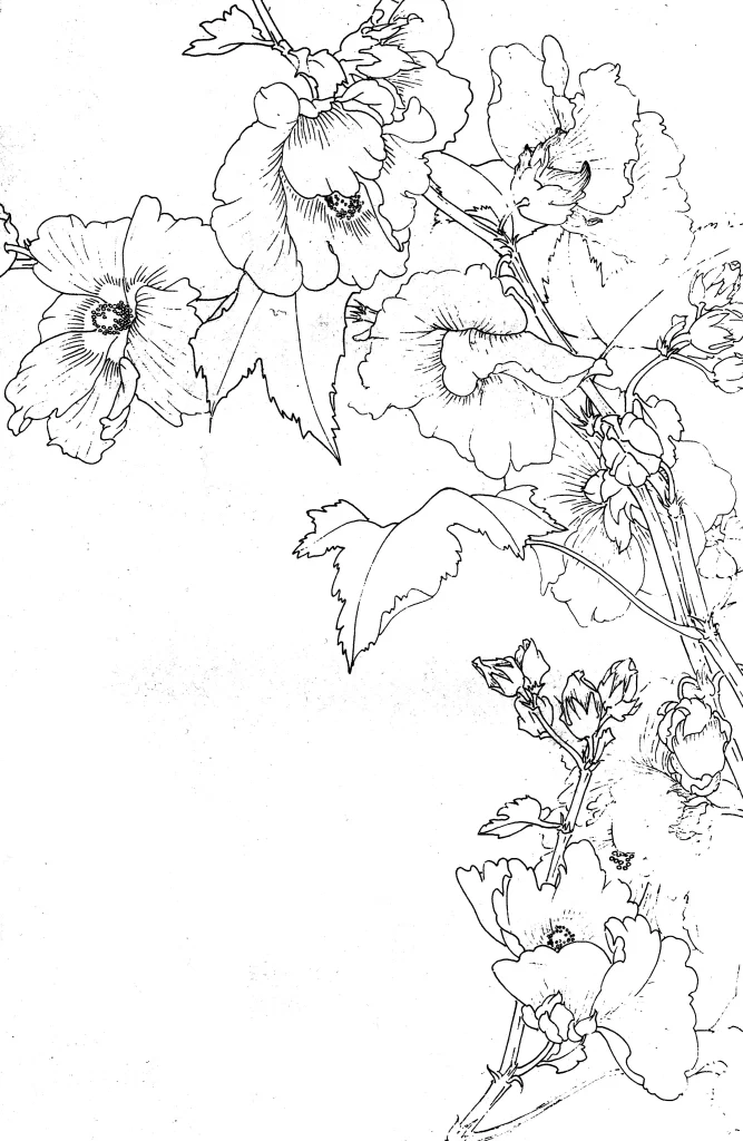 Hollyhock Chinese Line Drawing Botanical Art