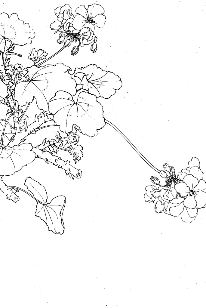 Horse Orchid Chinese Line Drawing Botanical Art