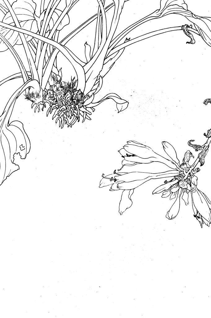 Hosta Chinese Line Drawing Botanical Art