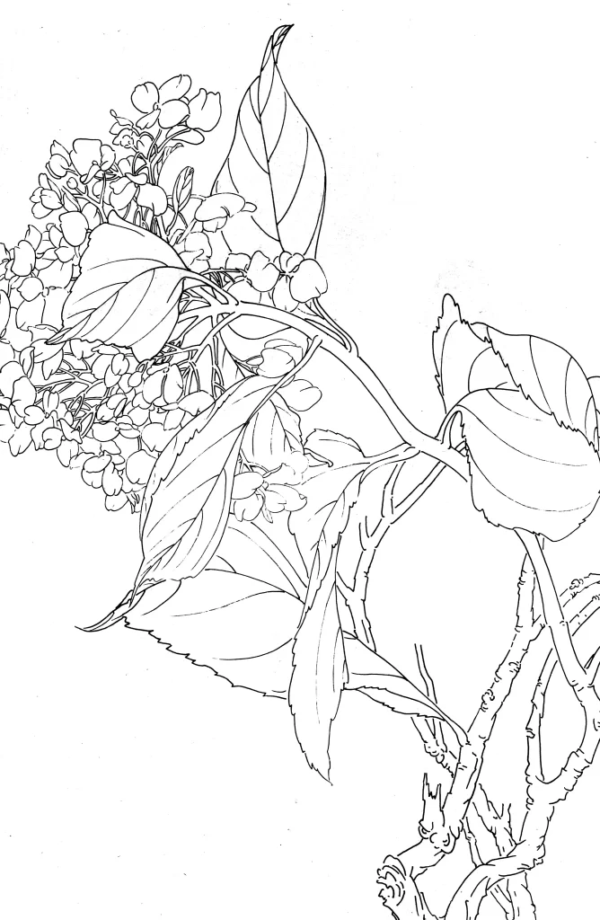 Hydrangea Chinese Line Drawing Botanical Art