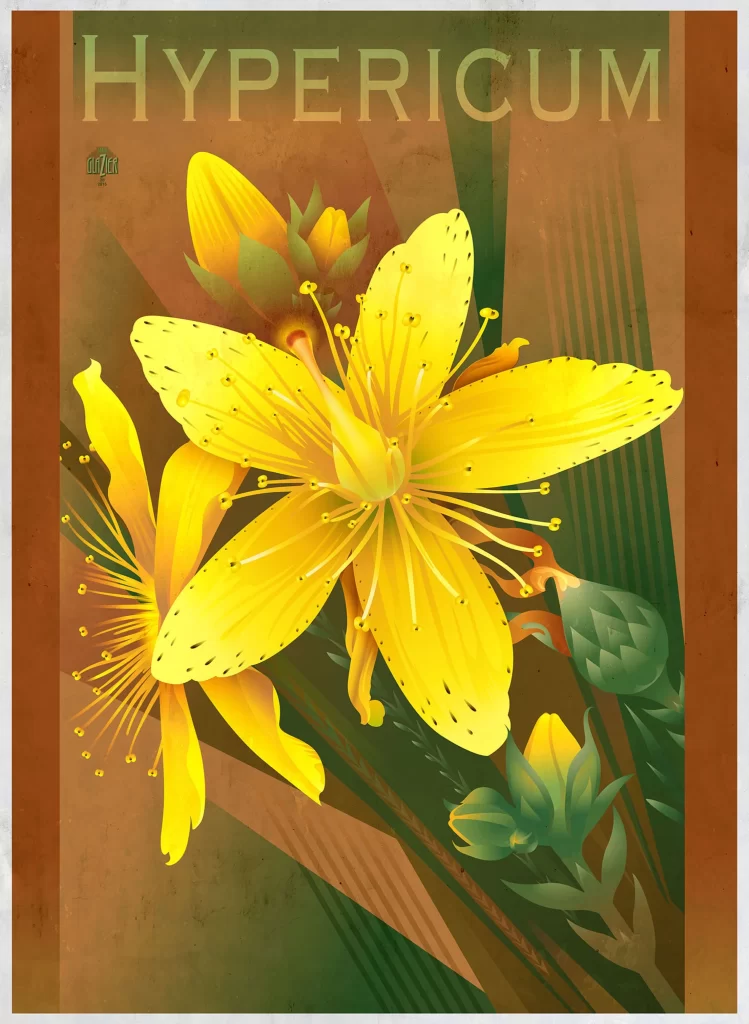 Hypericum Flower Yellow Petals Nature