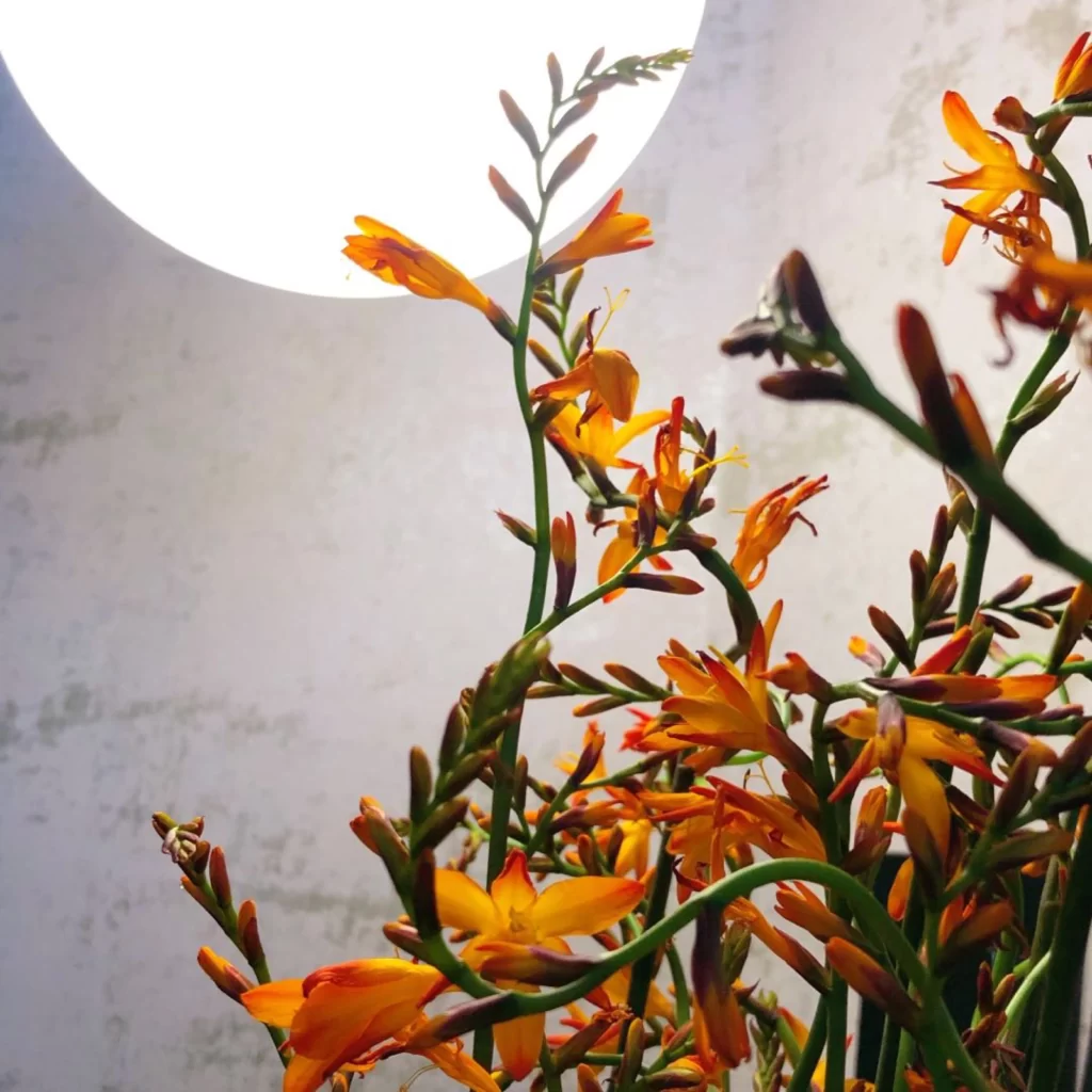 Industrial Chic White Textured Wall Natural Light Orange Flowers