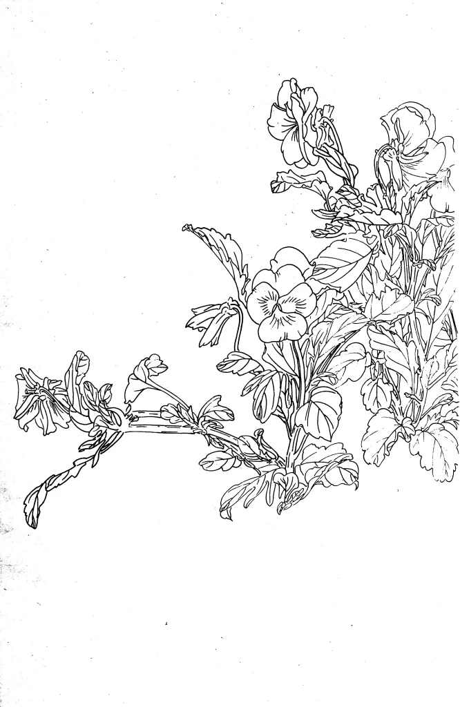 Iris Chinese Line Drawing Botanical Art