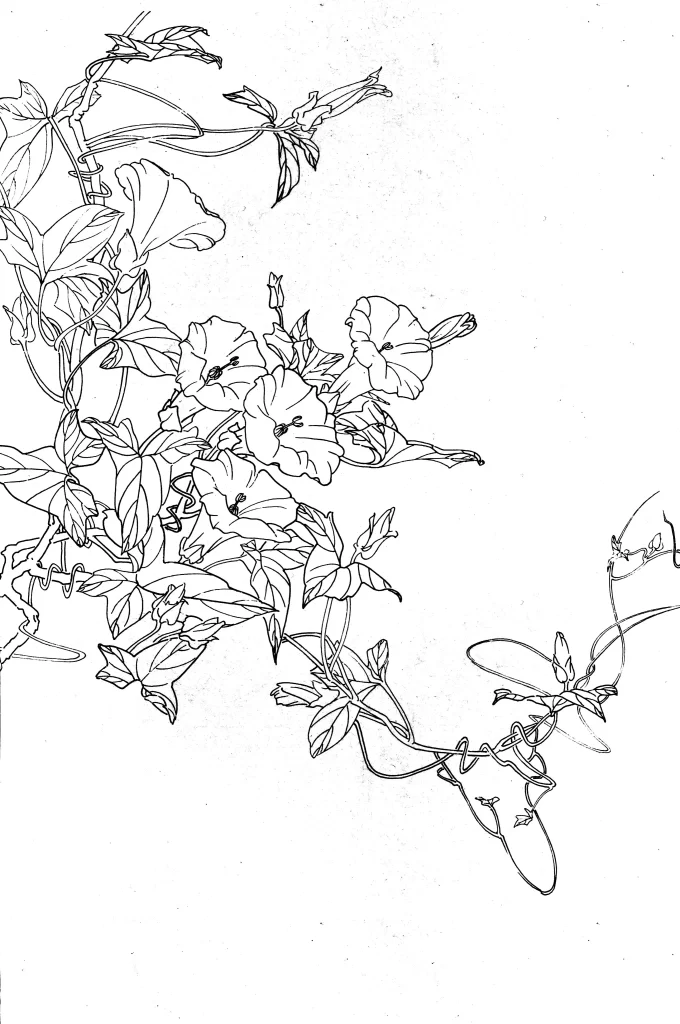 Japanese Anemone Chinese Line Drawing Botanical Art
