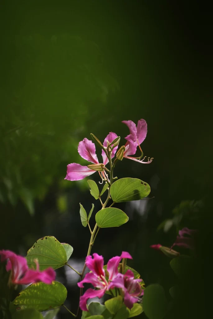 Jasmine Pink Petals Green Leaves Dark Background