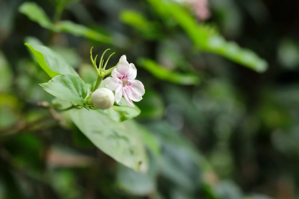 Jasmine Pink White Green warm Leaf