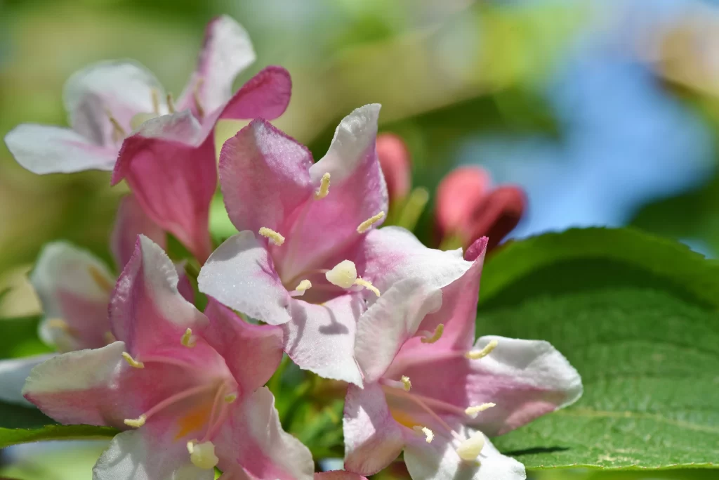 Jasmine Pink White Green Leaf Blue gray Sky