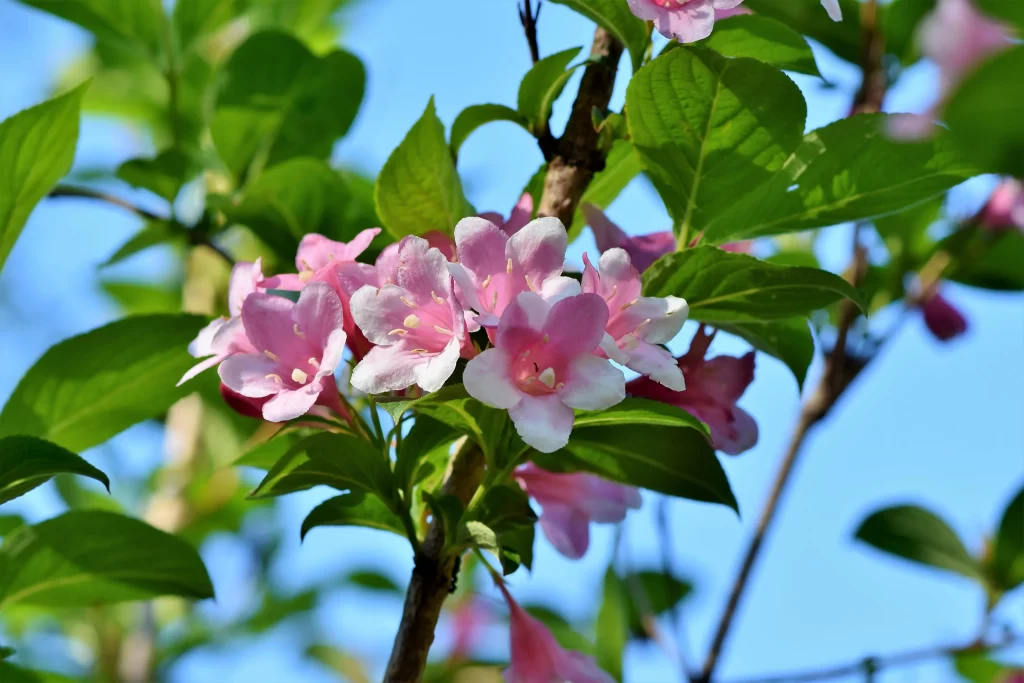 Jasmine Pink White Green Leaf Blue cool Sky