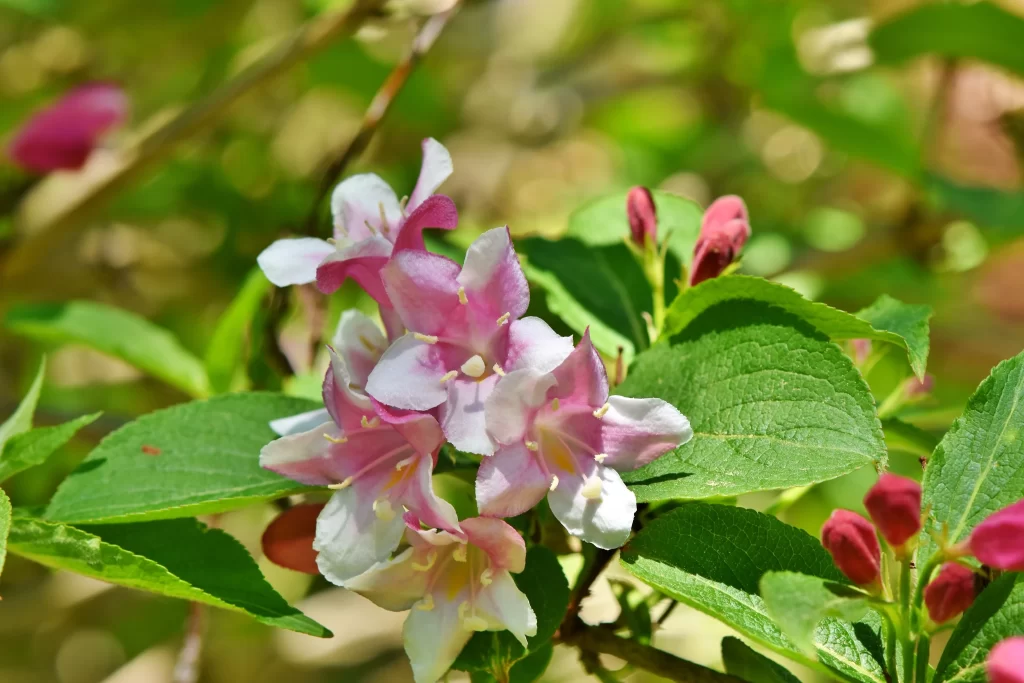 Jasmine Pink White Green Leaf