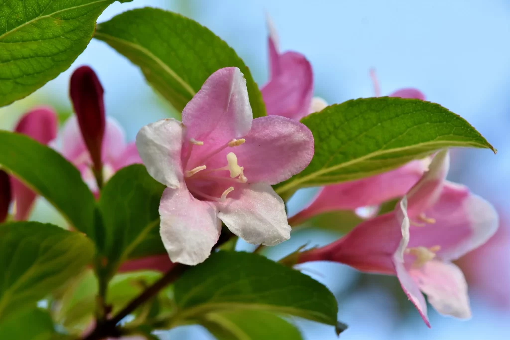 Jasmine Pink White Green Leaf Blue Sky