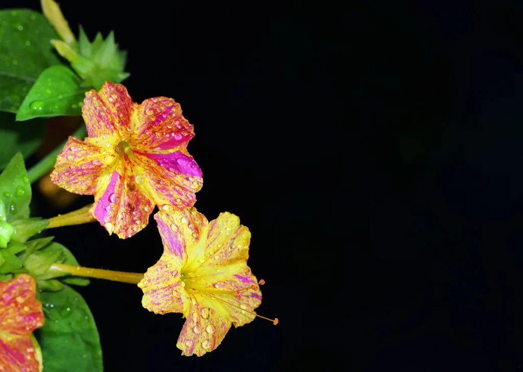 Jasmine Pink Yellow Green Leaf