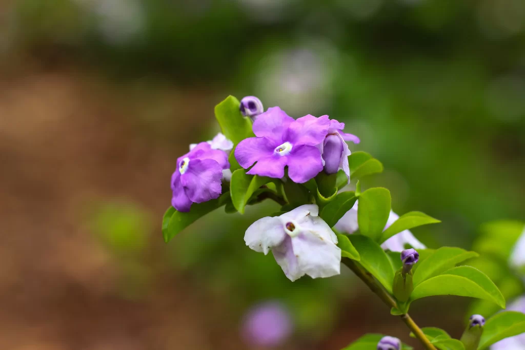 Jasmine Purple White Green Leaf