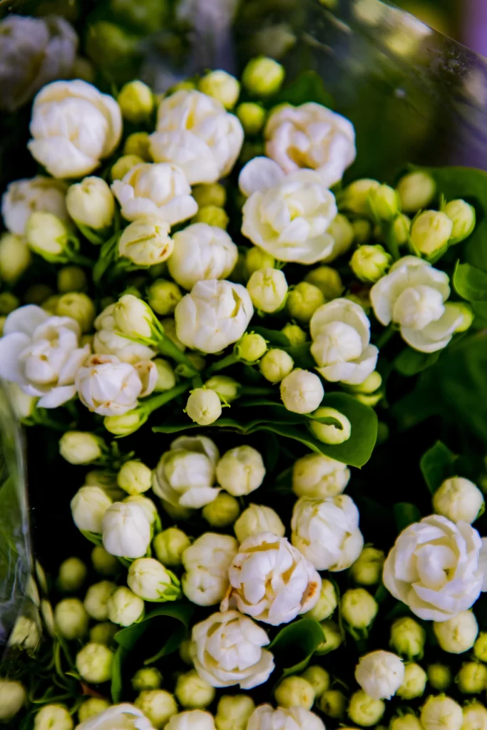 Jasmine White Green