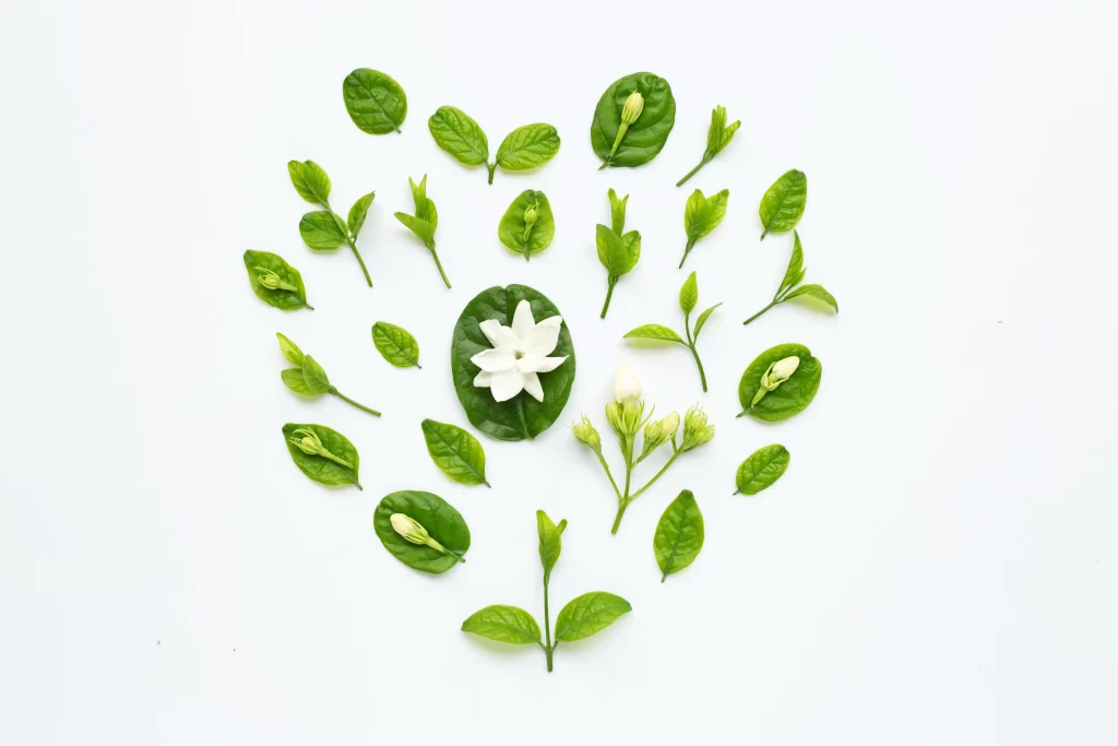 Jasmine White Green Leaf White Background