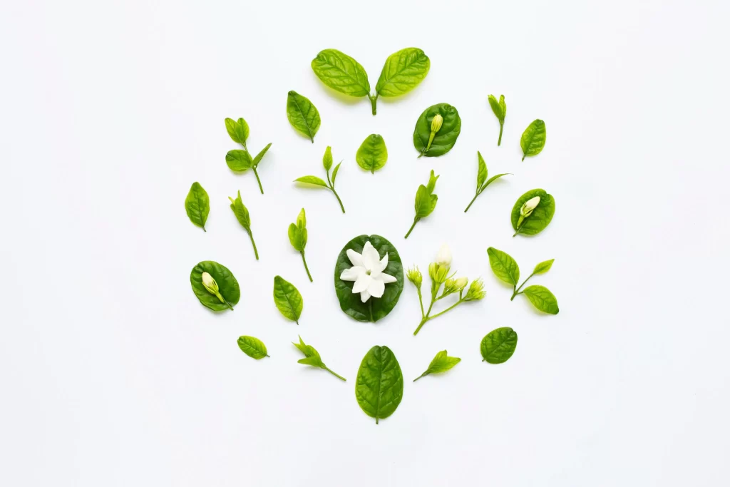 Jasmine White Green Leaf